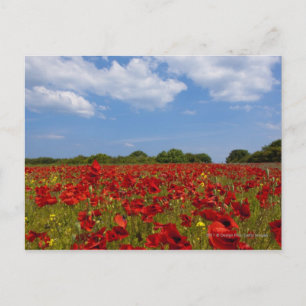 Een veld vol rode bloemen briefkaart