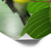 Een verbazingwekkende Amerikaanse goudvink Foto Afdruk (Hoek)