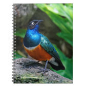 Een verbluffend Afrikaans superborsteltje Notitieboek (Voorkant)