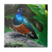 Een verbluffend Afrikaans superborsteltje Tegeltje (Voorkant)