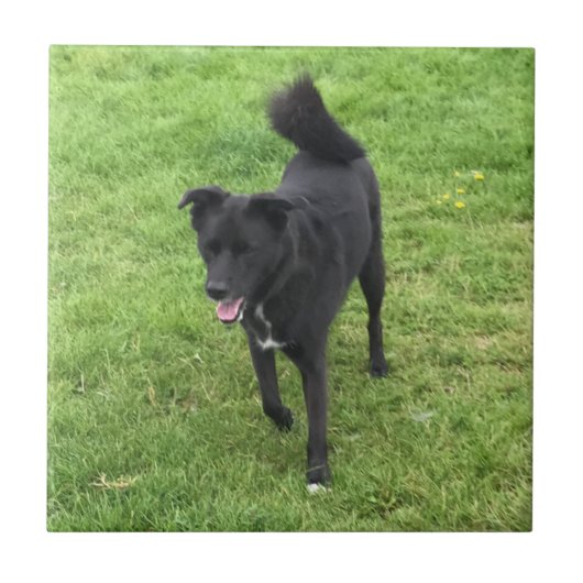 Een verbluffend keramisch keramisch tapijtbestand  tegeltje (Voorkant)