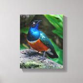 Een verbluffende Afrikaanse superman Canvas Afdruk (Voorkant)