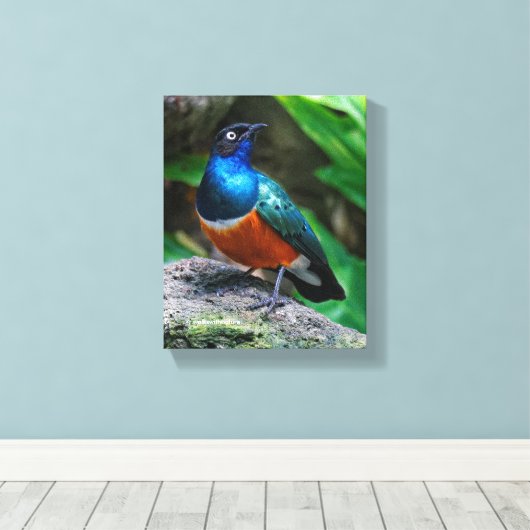 Een verbluffende Afrikaanse superman Canvas Afdruk (Insitu (Houten vloer))