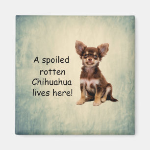 Een verwende bedorven chihuahua hond woont hier magneet