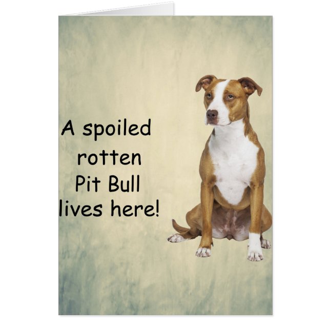 Een verwende rotte pitbull leeft hier (Voorkant)