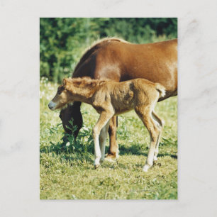 Een veulens en een paard in een weide. briefkaart