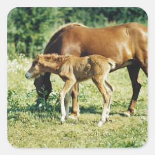 Een veulens en een paard in een weide. vierkante sticker