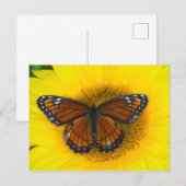 Een vicekoningvlinder | Limenitis Archippus Briefkaart (Voorkant / Achterkant)