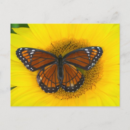 Een vicekoningvlinder | Limenitis Archippus Briefkaart (Voorkant)