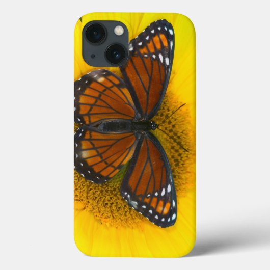 Een Viceroy Butterfly | Limenitis Archippus Case-Mate iPhone Case (Achterkant)