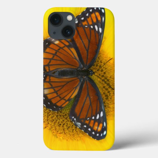 Een Viceroy Butterfly | Limenitis Archippus Case-Mate iPhone Case (Achterkant)