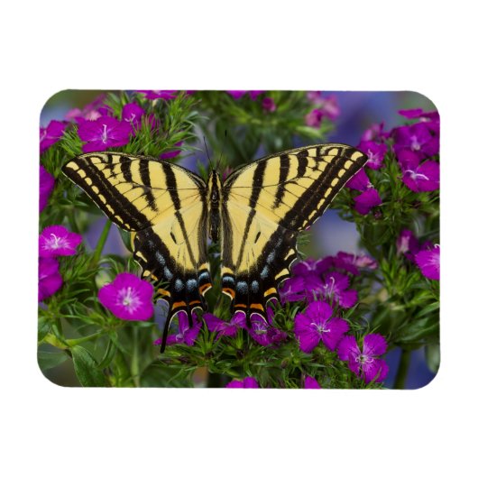 Een Viceroy Butterfly op Donk Pink Flowers Magneet (Horizontaal)