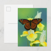 Een Viceroy Butterfly op een geel Japans Iris Briefkaart (Voorkant / Achterkant)