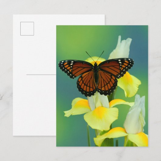 Een Viceroy Butterfly op een geel Japans Iris Briefkaart (Voorkant / Achterkant)
