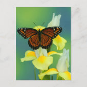 Een Viceroy Butterfly op een geel Japans Iris Briefkaart (Voorkant)