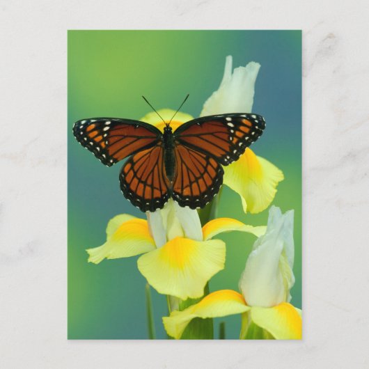 Een Viceroy Butterfly op een geel Japans Iris Briefkaart (Voorkant)