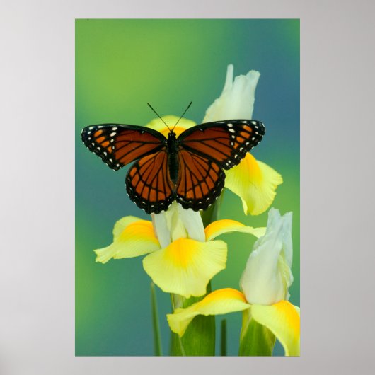 Een Viceroy Butterfly op een geel Japans Iris Poster (Voorkant)