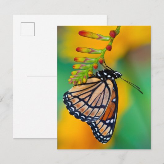Een Viceroy Butterfly op Flowers Briefkaart (Voorkant / Achterkant)