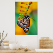 Een Viceroy Butterfly op Flowers Poster (Keuken)