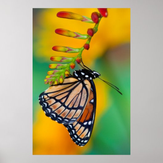 Een Viceroy Butterfly op Flowers Poster (Voorkant)