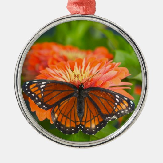 Een Viceroy Butterfly op Oranje Zinnias Metalen Ornament (Voorkant)