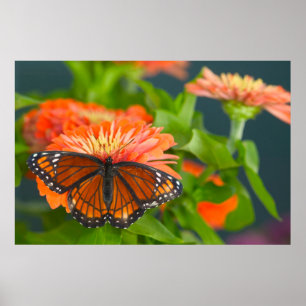 Een Viceroy Butterfly op Oranje Zinnias Poster