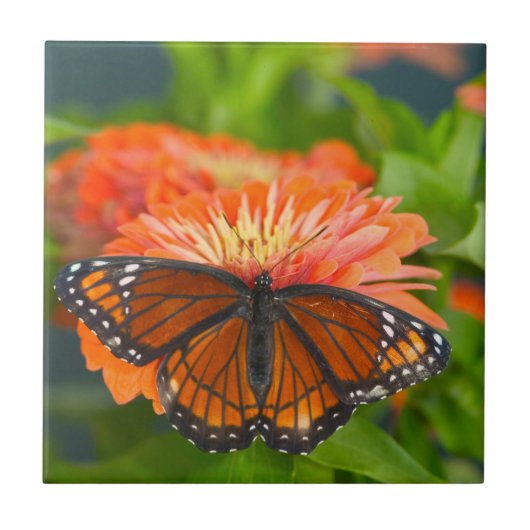 Een Viceroy Butterfly op Oranje Zinnias Tegeltje (Voorkant)