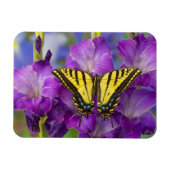 Een Viceroy Butterfly op Paarse glads Magneet (Horizontaal)