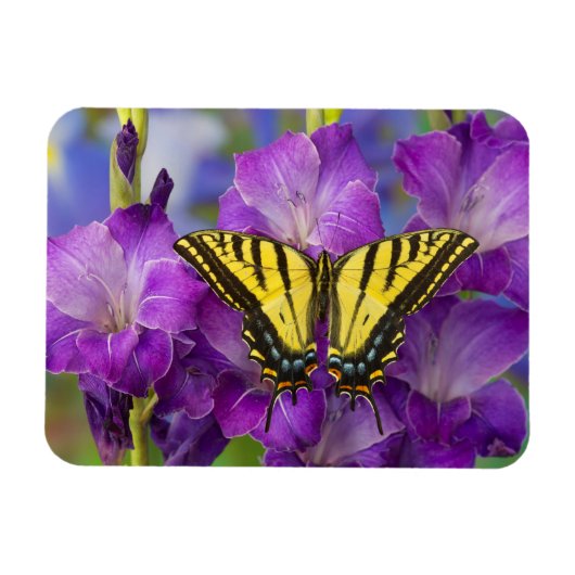 Een Viceroy Butterfly op Paarse glads Magneet (Horizontaal)