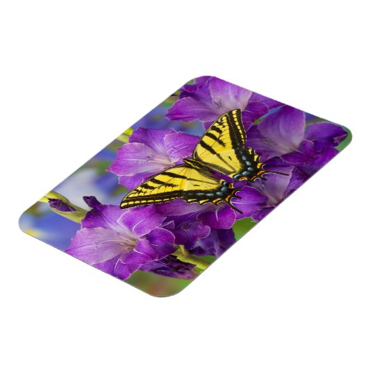 Een Viceroy Butterfly op Paarse glads Magneet (Linkerzijde)