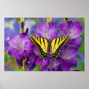 Een Viceroy Butterfly op Paarse glads Poster