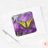 Een Viceroy Butterfly op Paarse glads Vierkante Sticker (Envelop)