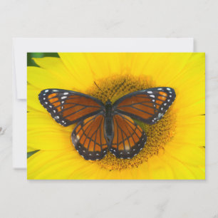 Een Viceroy vlinder   Limenitis Archippus Bedankkaart