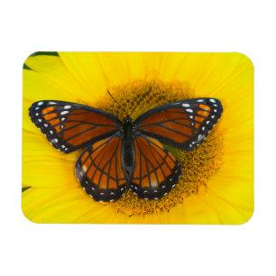 Een Viceroy vlinder   Limenitis Archippus Magneet