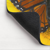 Een Viceroy vlinder | Limenitis Archippus Muismat (Hoek)