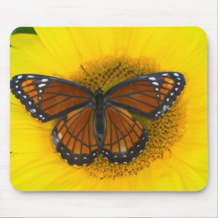 Een Viceroy vlinder Limenitis Archippus Muismat