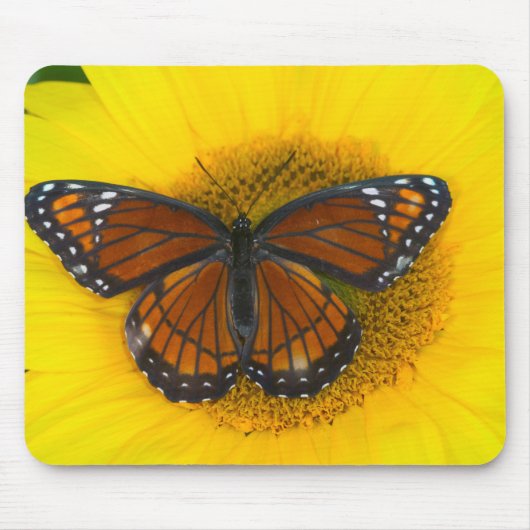 Een Viceroy vlinder | Limenitis Archippus Muismat (Voorkant)