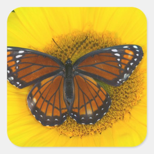 Een Viceroy vlinder | Limenitis Archippus Vierkante Sticker (Voorkant)