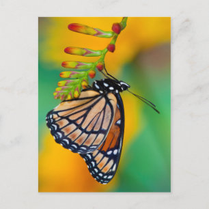 Een Viceroy-vlinder op bloemen Briefkaart
