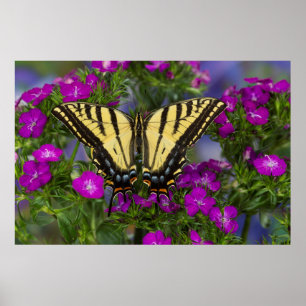 Een Viceroy-vlinder op donkerroze bloemen Poster