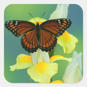 Een Viceroy-vlinder op een gele Japanse lis Vierkante Sticker