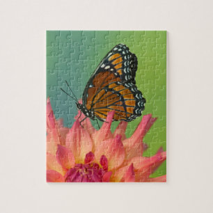 Een Viceroy-vlinder op een Zinnia Legpuzzel