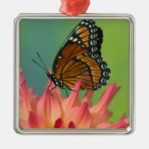 Een Viceroy-vlinder op een Zinnia Metalen Ornament
