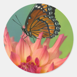 Een Viceroy-vlinder op een Zinnia Ronde Sticker