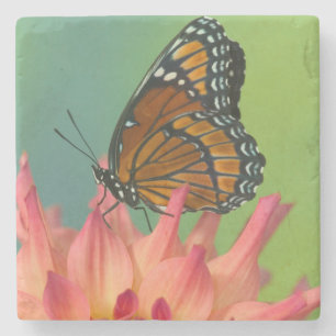 Een Viceroy-vlinder op een Zinnia Stenen Onderzetter
