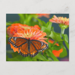 Een Viceroy-vlinder op oranje zinnias Briefkaart