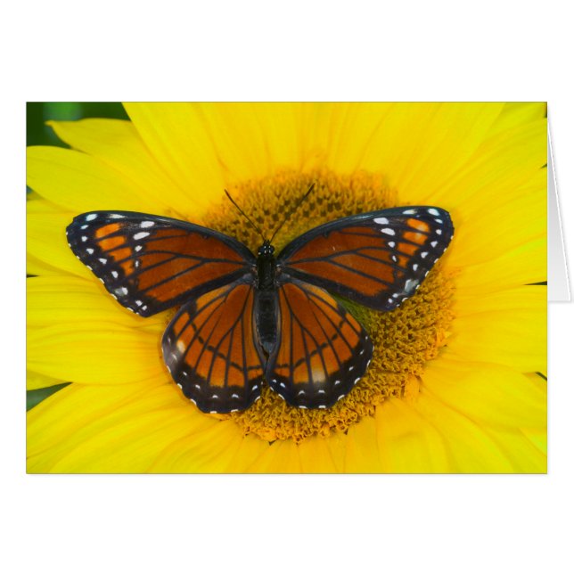 Een Viceroyvlinder | Limenitis Archippus (Voorkant Horizontaal)