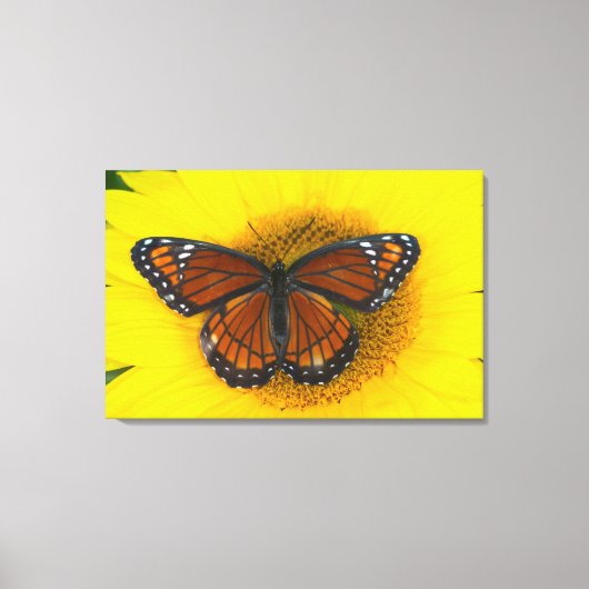 Een Viceroyvlinder | Limenitis Archippus Canvas Afdruk (Voorkant)