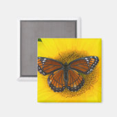 Een Viceroyvlinder | Limenitis Archippus Magneet (Voorkant / Achterkant)