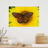 Een Viceroyvlinder | Limenitis Archippus Poster (Keuken)